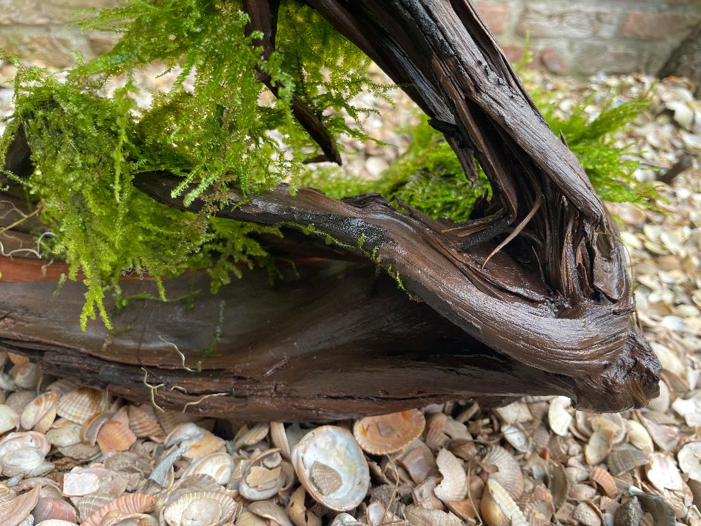 Stuk kienhout begroeid met Javamos aquariumhout, Ophalen, Gebruikt, Plant(en), Steen of Hout