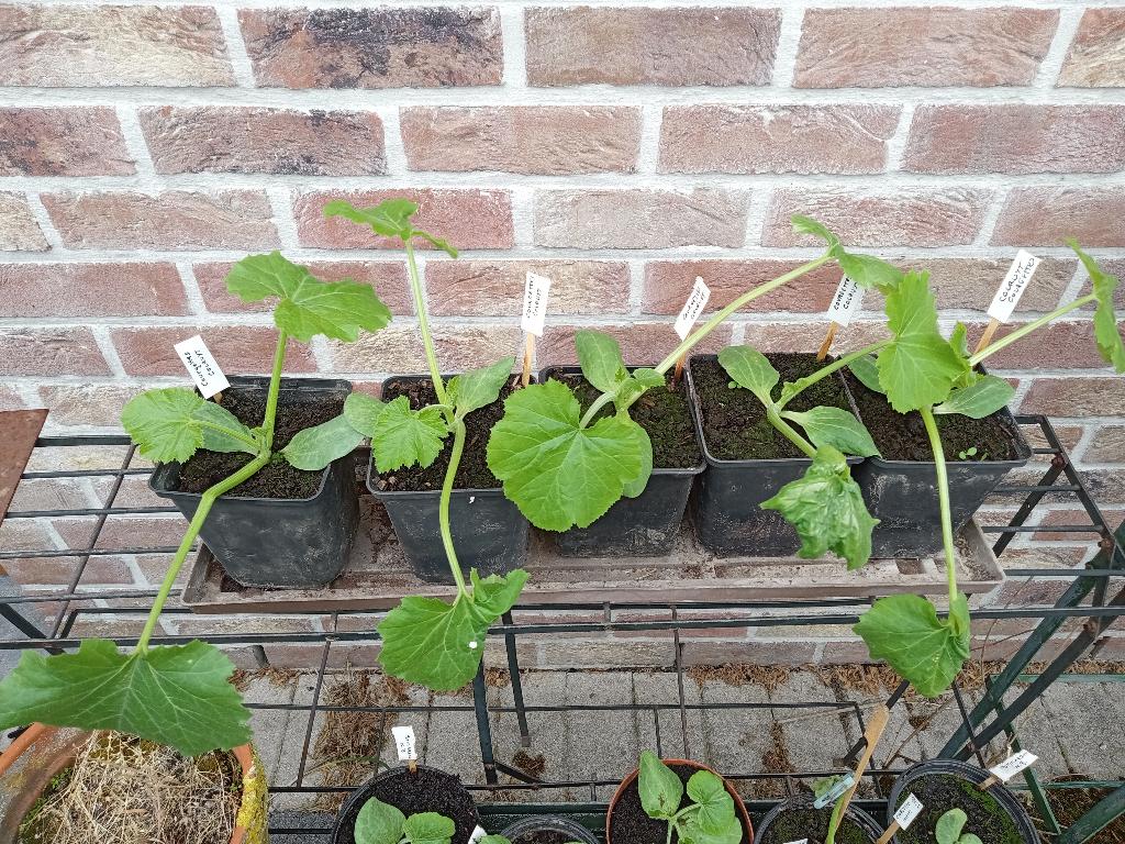 Plant de Courgettes vertes et Potimarrons, Jardin & Terrasse, Enlèvement