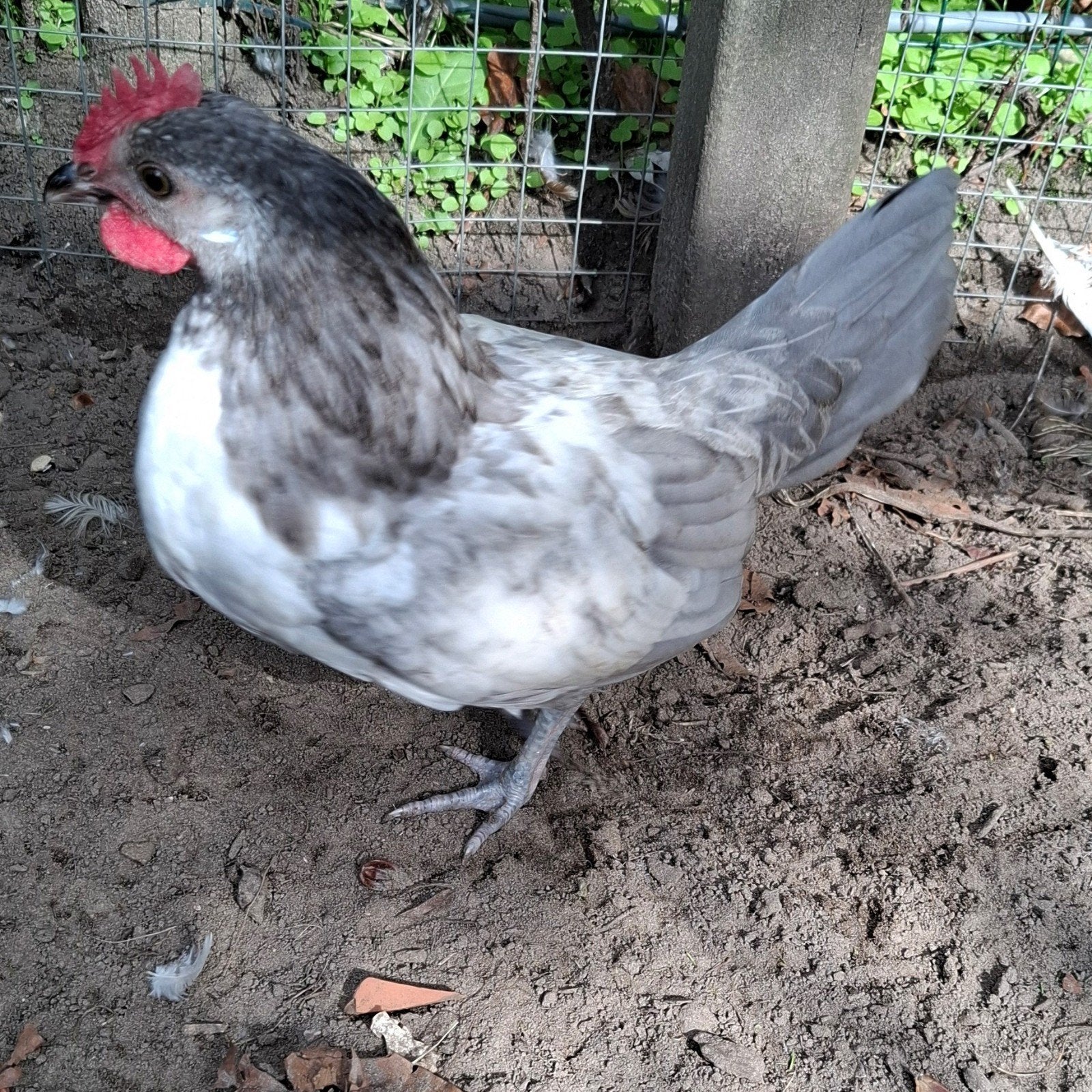 coqs de bassette de race, Animaux & Accessoires, Volatiles, Mâle, Poule ou poulet