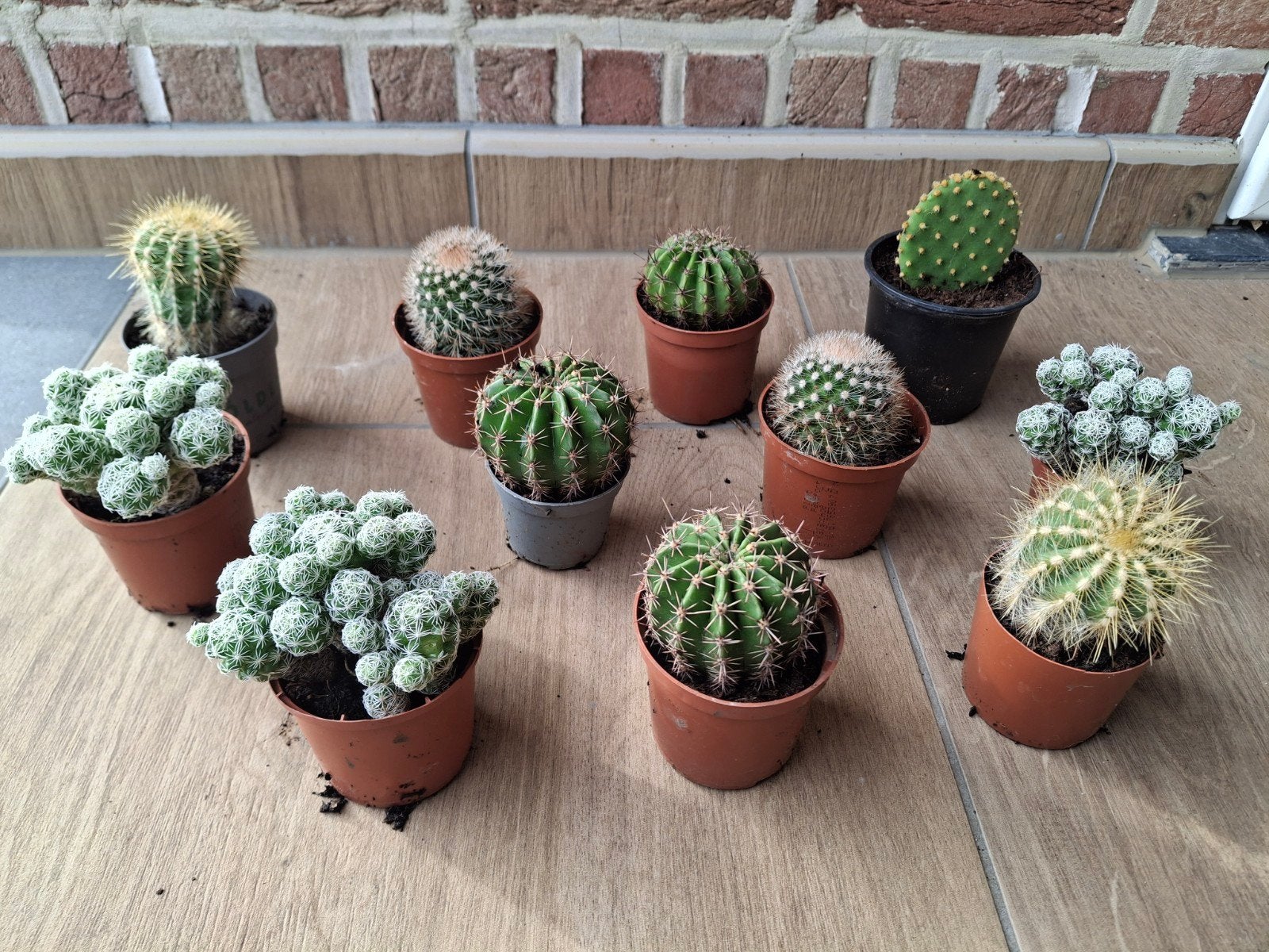 Cactus, Enlèvement, Cactus