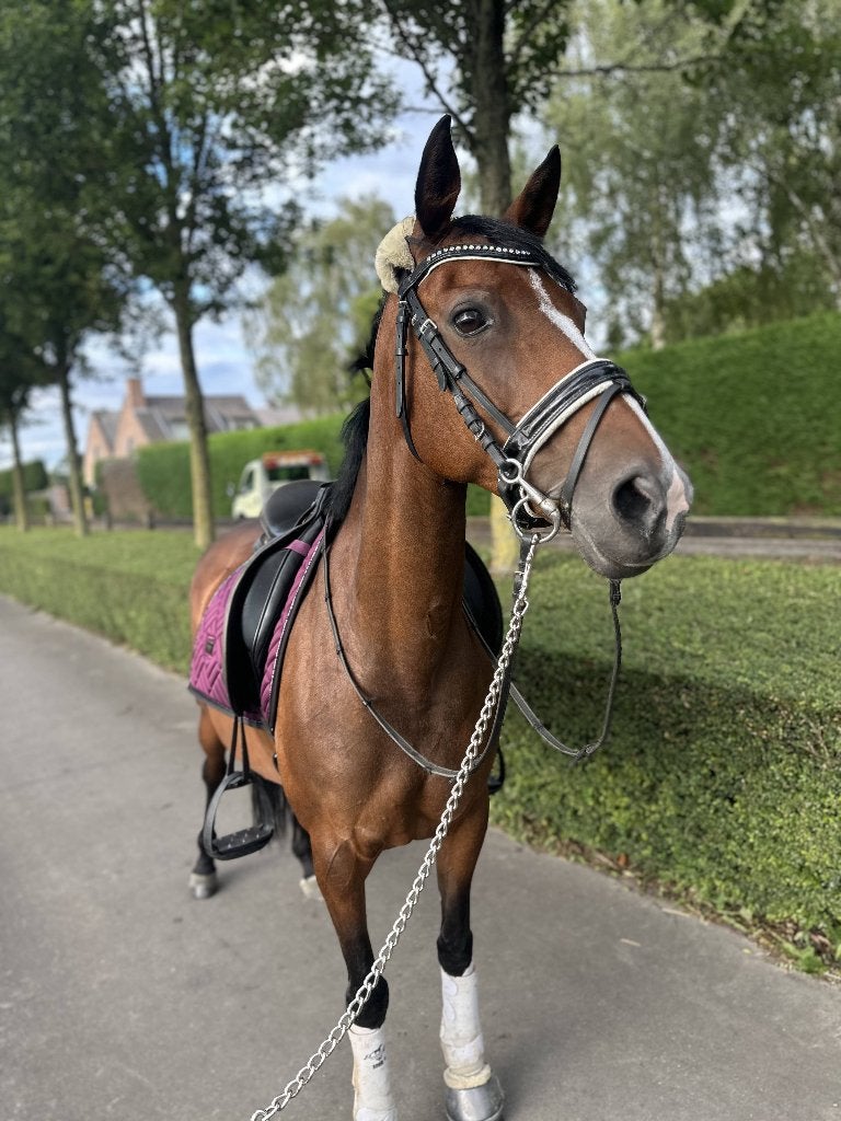 D pony te koop, Merrie, Met stamboom, Dressuurpony, Zadelmak