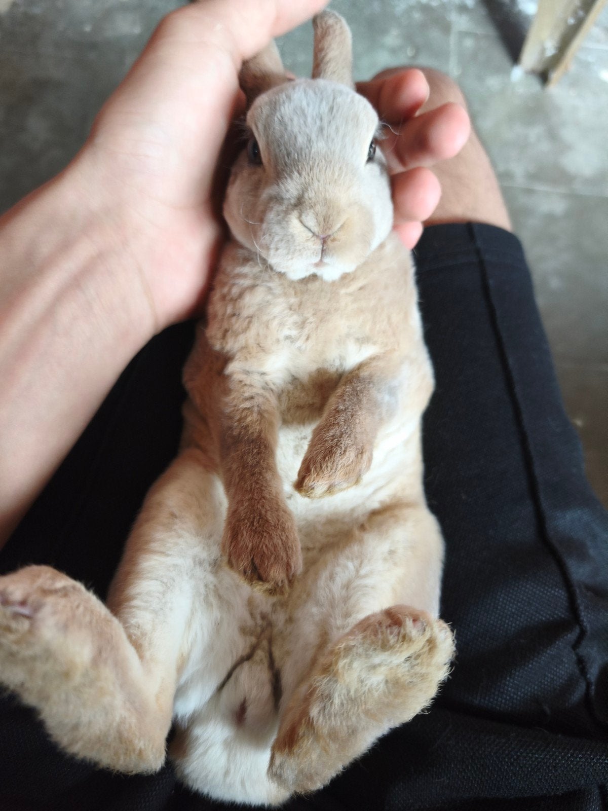 konijnen, Dieren en Toebehoren, Juni, Meerdere dieren
