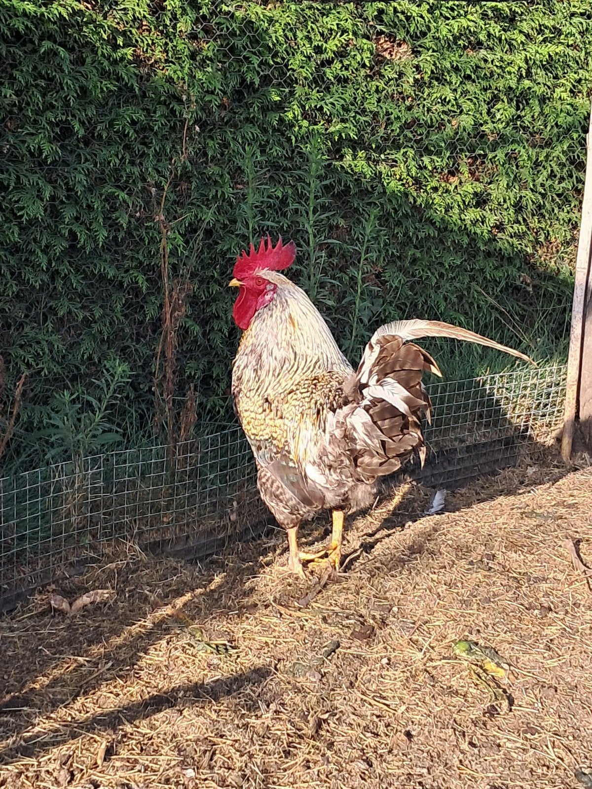 Haan zoekt kippenren, Dieren en Toebehoren, Pluimvee