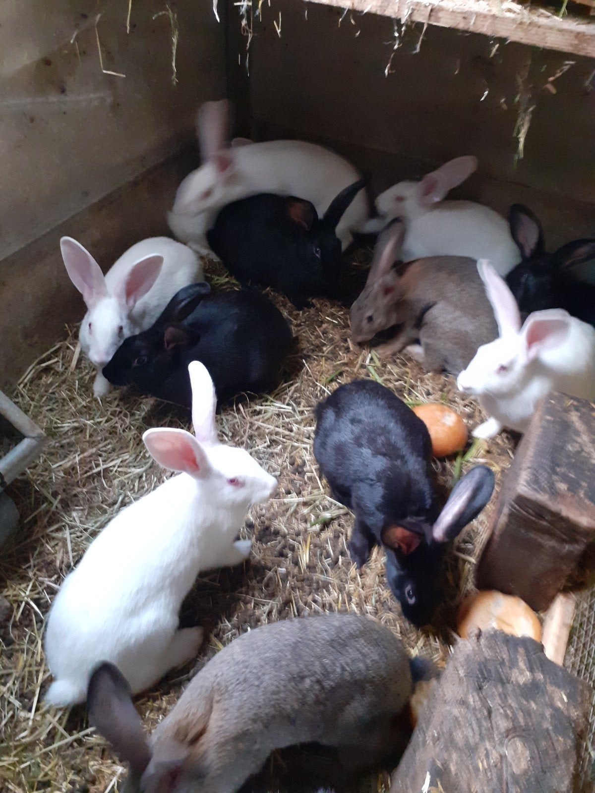 vleeskonijnen, Dieren en Toebehoren, Pluimvee