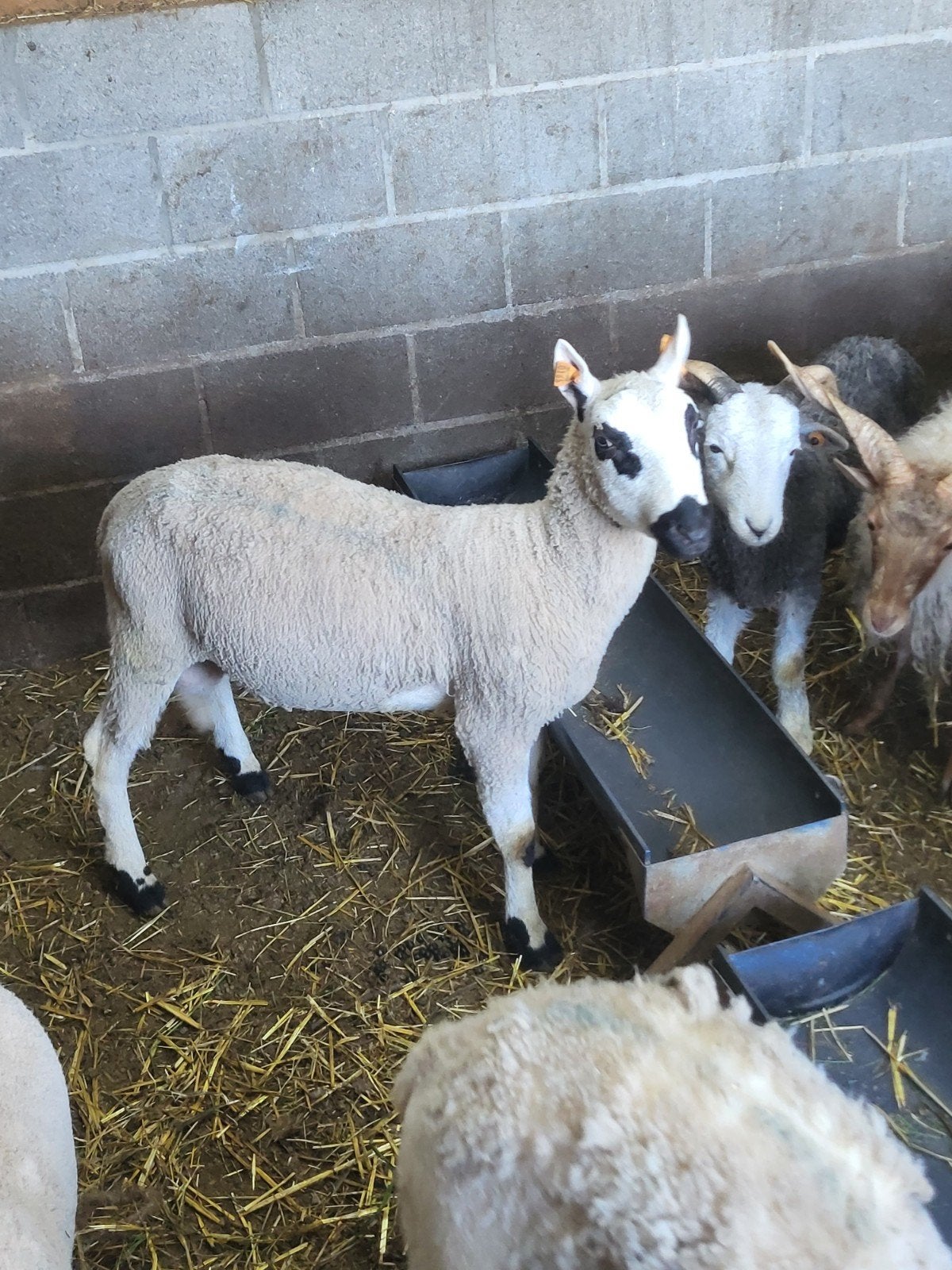 bélier Kerry Hill, Mâle, Mouton, 0 à 2 ans