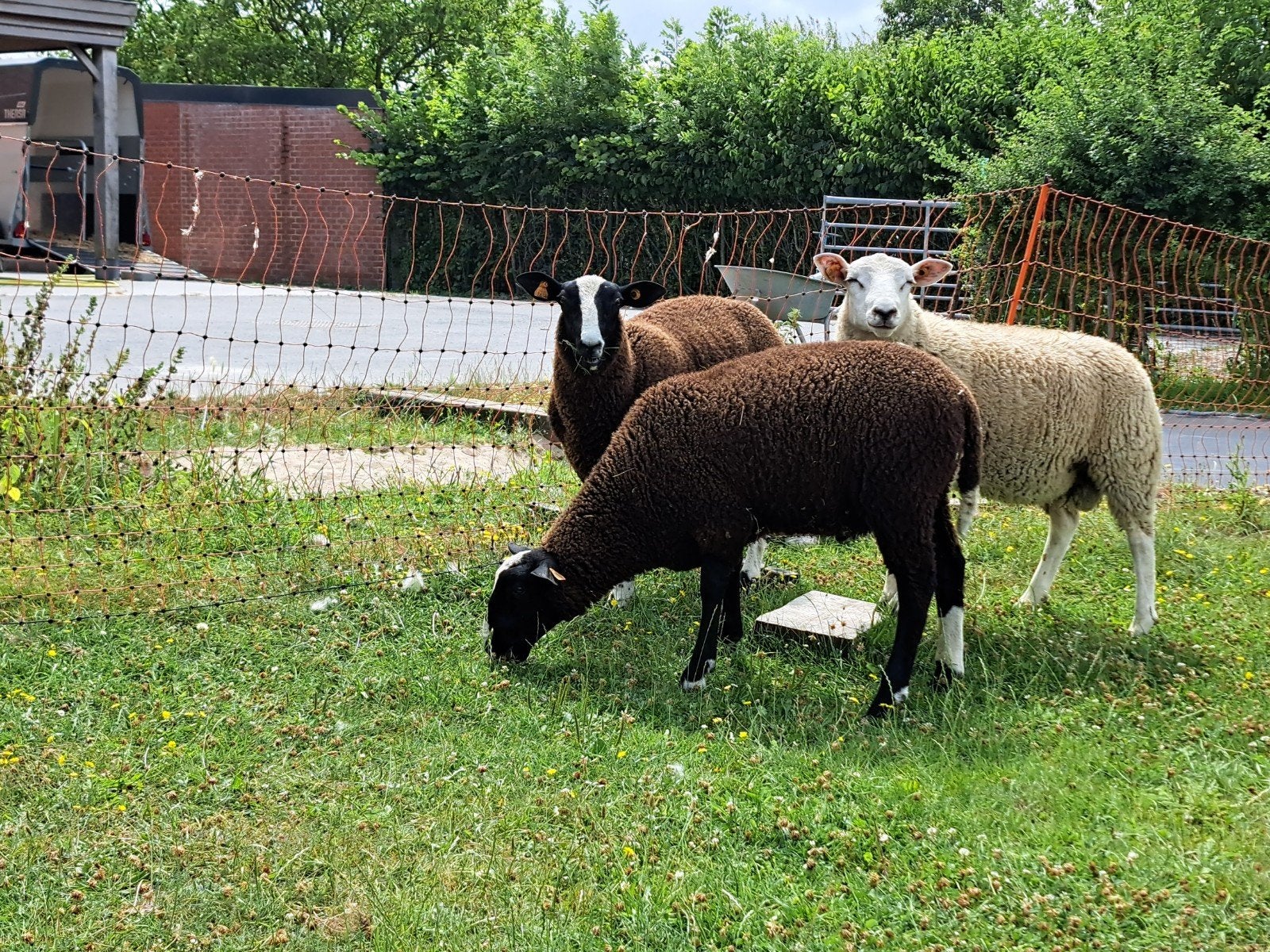 Zwartbles ram lam, Animaux & Accessoires, Moutons, Chèvres & Cochons
