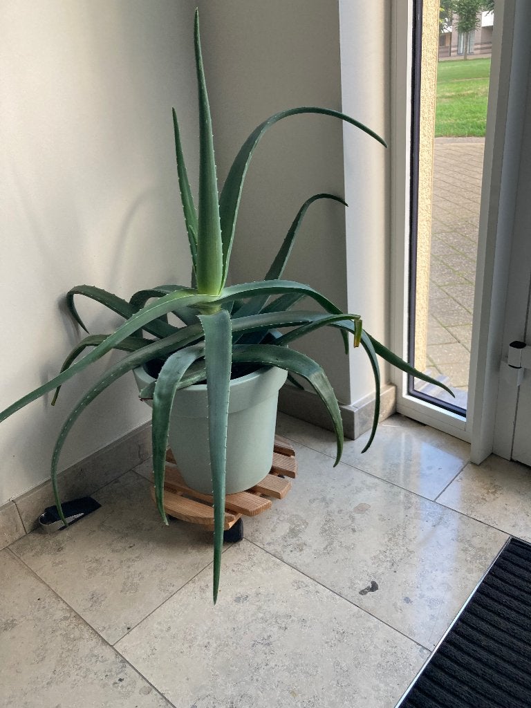 Aloe plant, Autres espèces, Ne fleurit pas, Enlèvement, Plante fixe