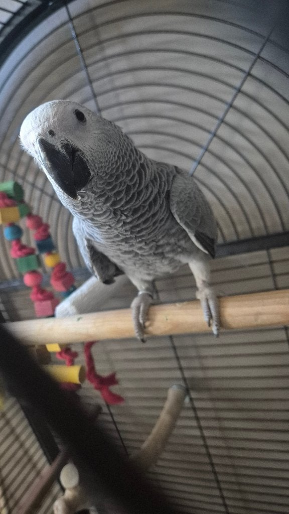 Gris du gabon + cage, Femelle, Perroquet, Domestique