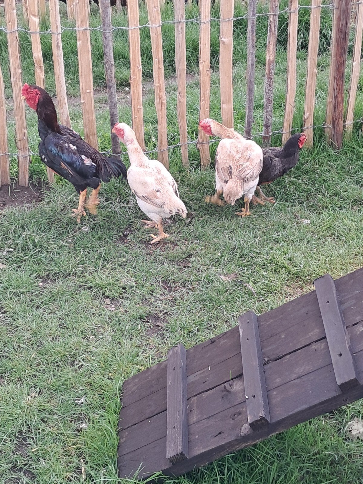 Yamato gunkei kippen, Dieren en Toebehoren, Pluimvee, Meerdere dieren, Kip