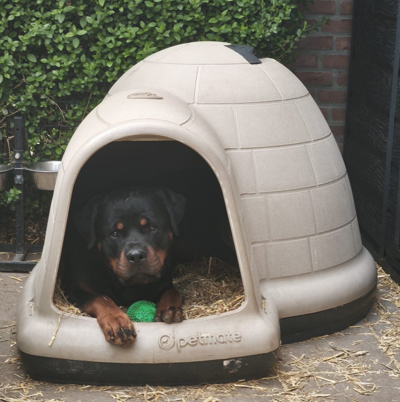 petmate indigo iglo, Ophalen, Hondenhok