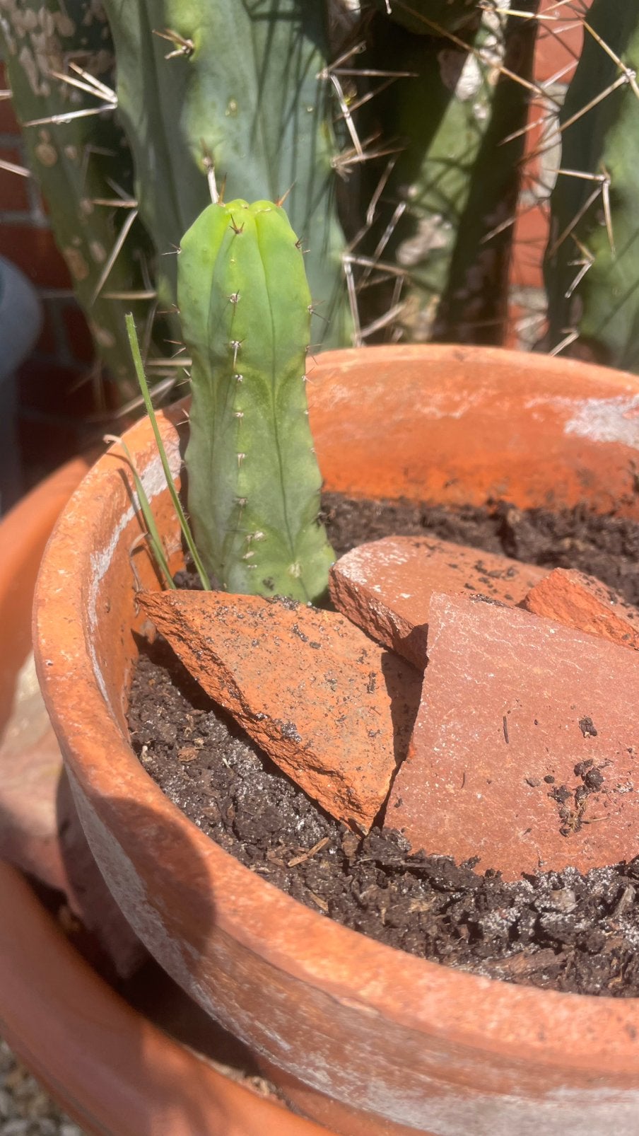 San Pedro Cactus, En pot, Moins de 100 cm, Cactus, Plante verte