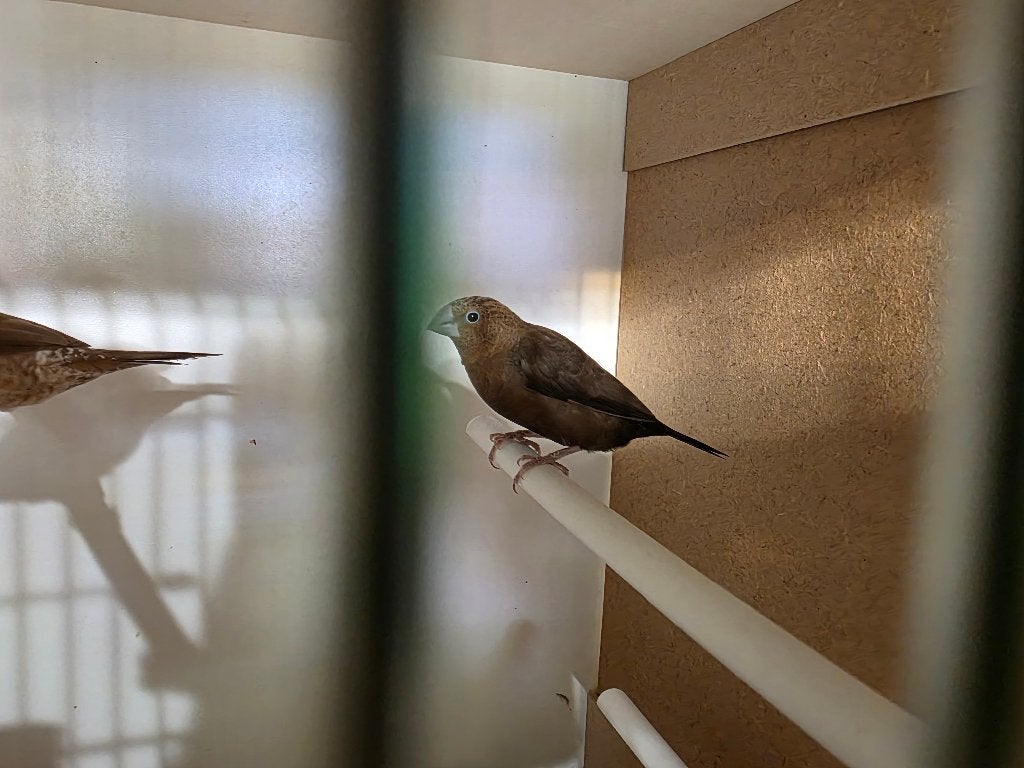 Zilverbekjes, Dieren en Toebehoren, Vogels | Overige Vogels, Tropenvogel, Geslacht onbekend