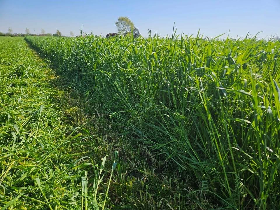 TE KOOP –  175 TON GEHAKSELDE ROGGE-GRASKUIL + WIKKE, Zakelijke goederen, Ophalen of Verzenden