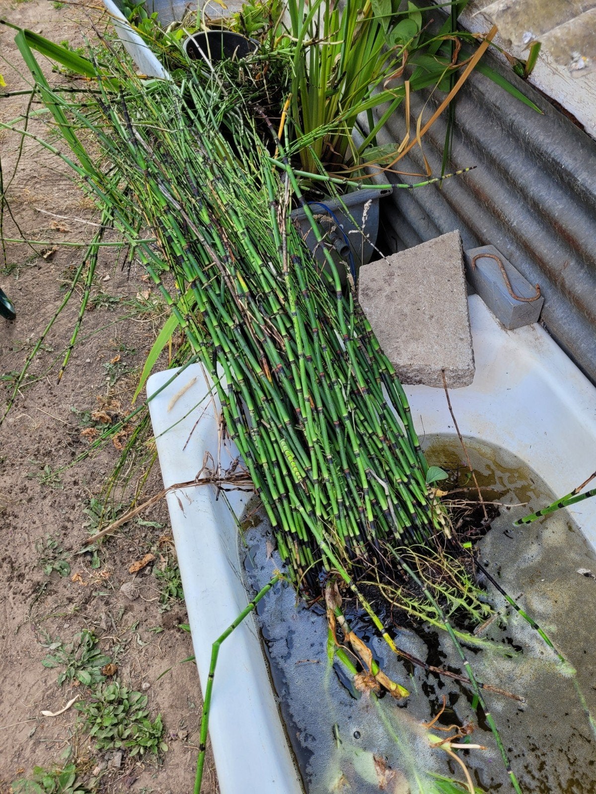 grote plant japanse holpijp, Tuin en Terras, Ophalen