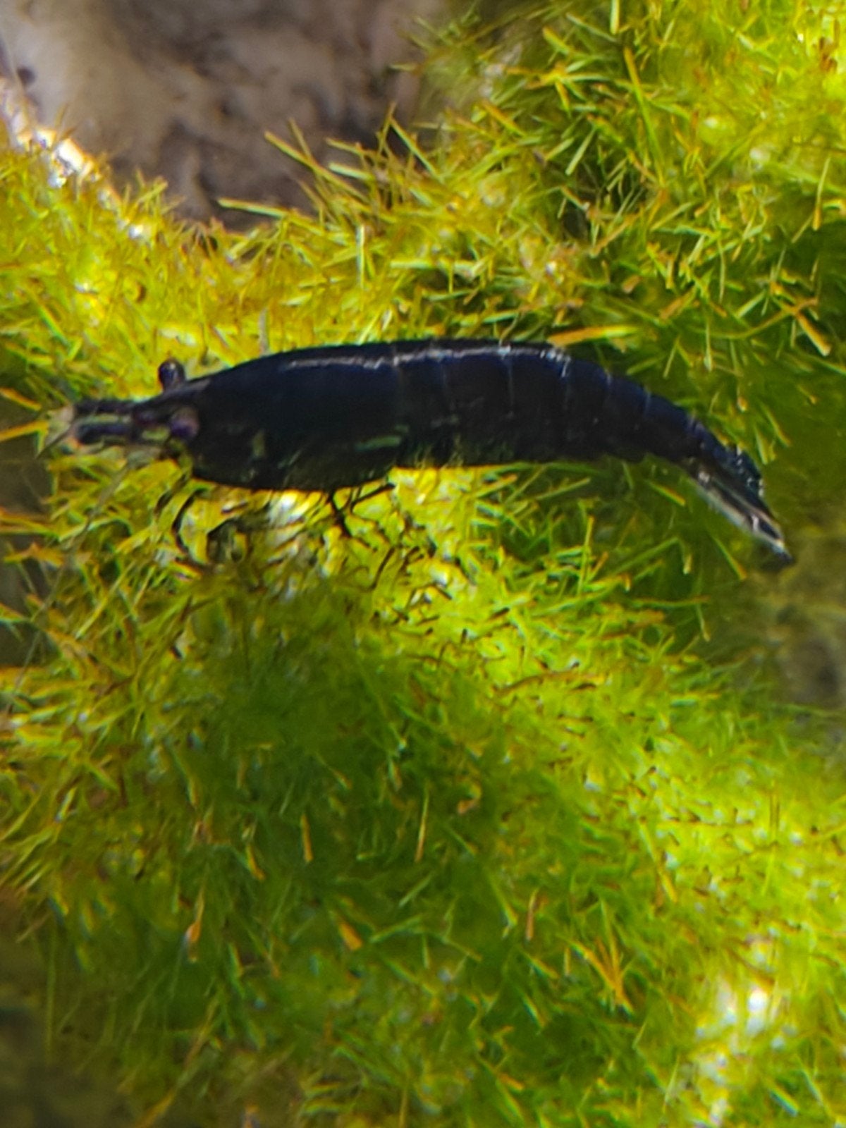 2 crevettes noires gratuites, Animaux & Accessoires