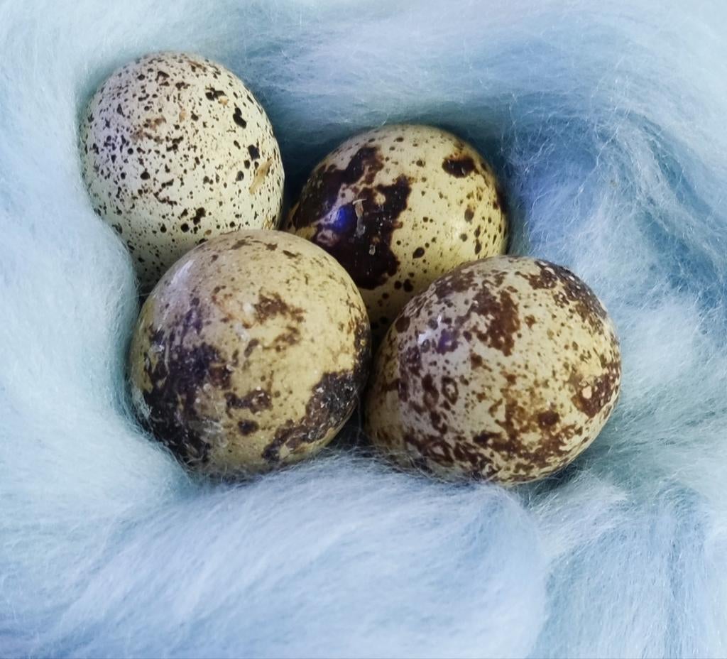 Œufs de caille et œufs à incuber, Animaux & Accessoires