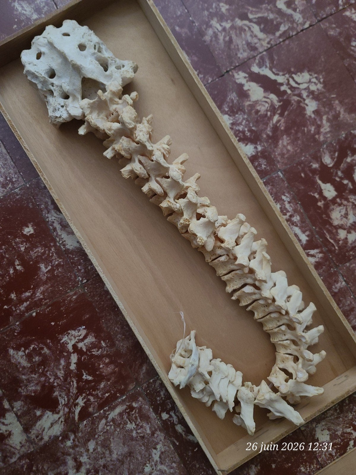 Skelet, Ophalen of Verzenden, Gebruikt