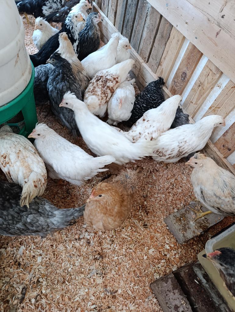 dernières poussins - marans/legbar avant le 5 mai, Femelle, Poule ou poulet