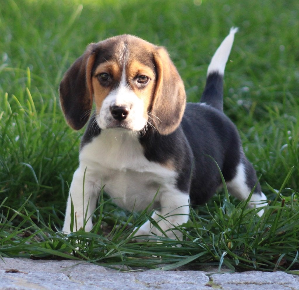 Chiot Beagle, Beagle, Chien (mâle), Maladie de Carré (chiens), Belgique