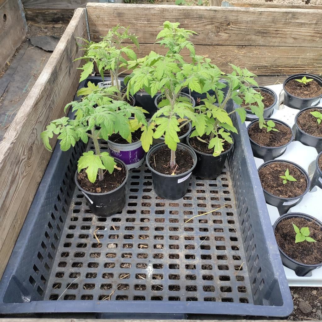 Tomate ananas plant, Tuin en Terras, Ophalen