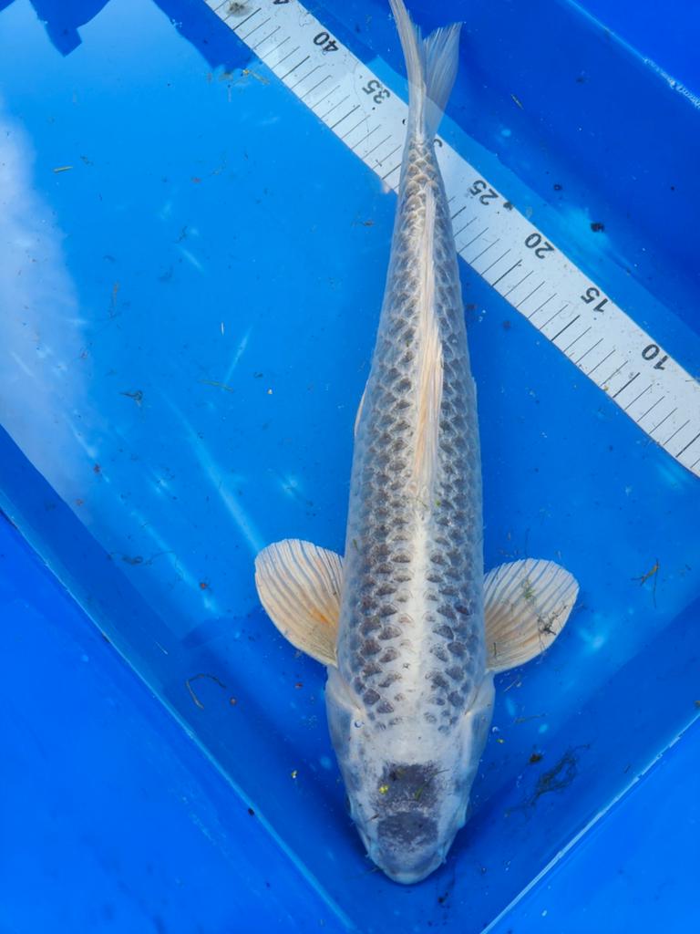 Koi matsuba 50 cm, Karper of Koi