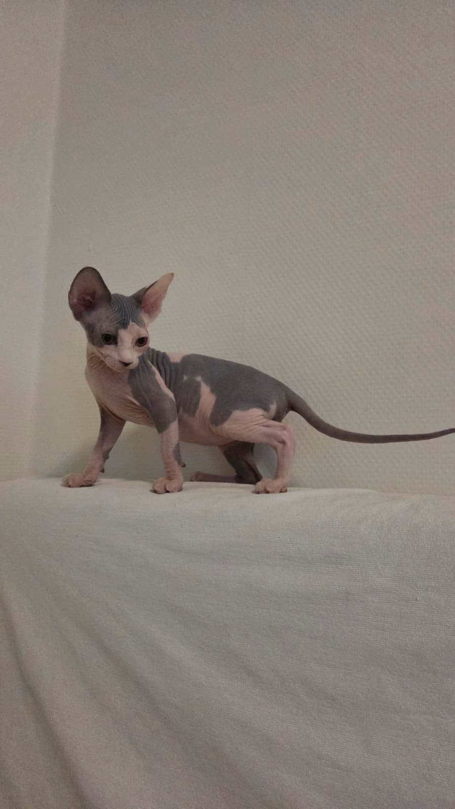 Erkende hobbykwekerij Sphynx Loves You, Dieren en Toebehoren, Poes, Met stamboom, 0 tot 2 jaar