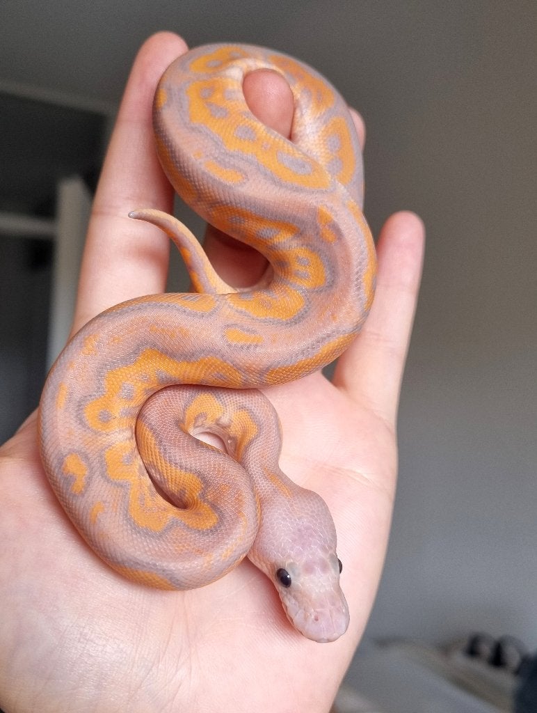 1.0 banana black pastel od (spotnose) clown koningspython, Dieren en Toebehoren
