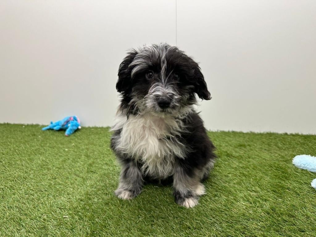 Bordoodle pups, België, 8 tot 15 weken, Parvo, Meerdere