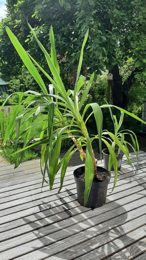 Yucca, Huis en Inrichting, Kamerplanten, Ophalen, Yucca