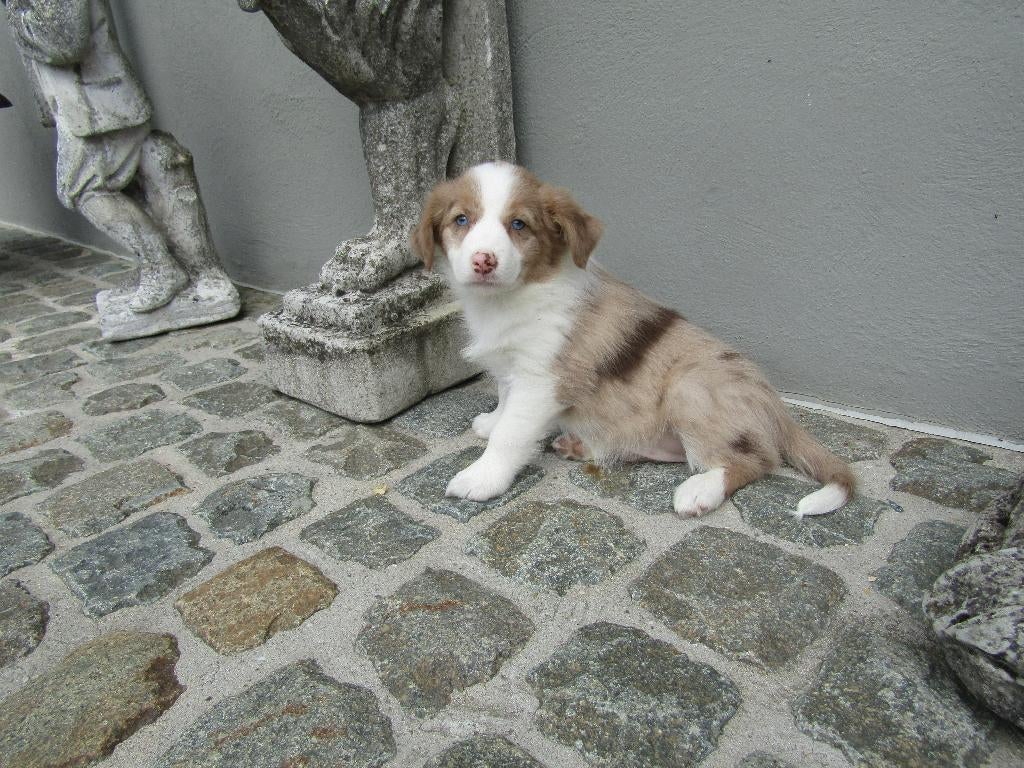 Border collie puppy 8 weken, Dieren en Toebehoren, Parvo, België, 8 tot 15 weken, Teef