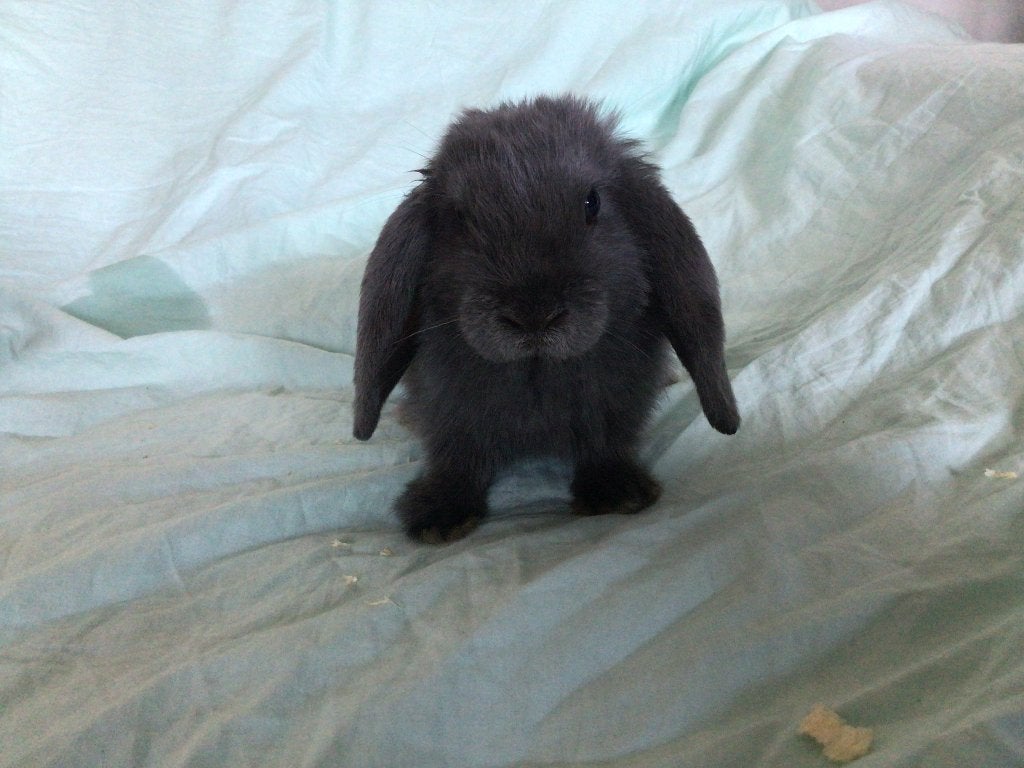 Lapin nain bélier, Animaux & Accessoires, Plusieurs animaux, Nain, Oreilles tombantes, 0 à 2 ans
