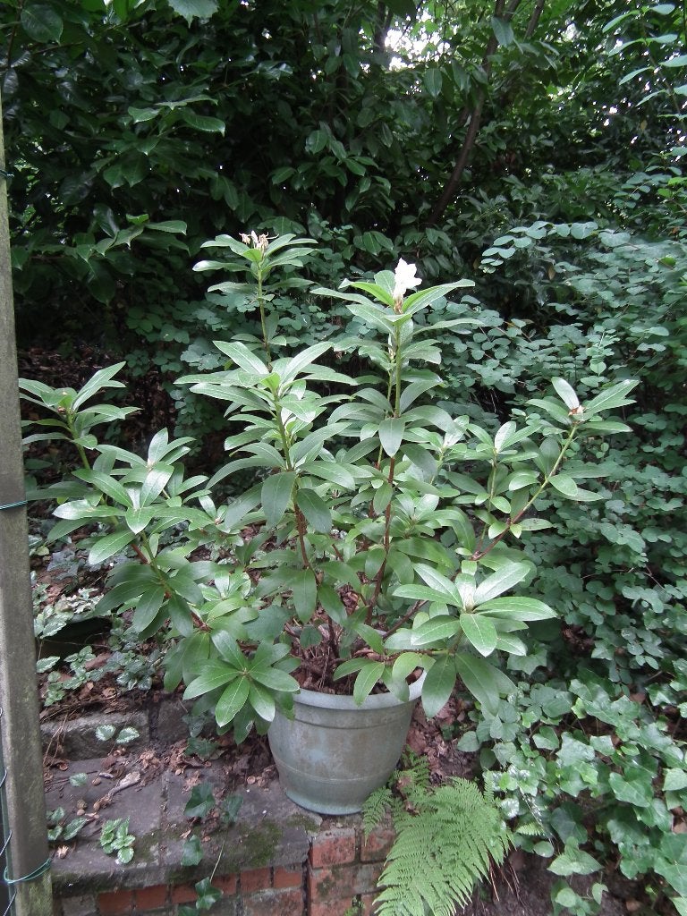 Rhododendron blanc en pot  (120 cm), Enlèvement, Rhododendron, Arbuste, 100 à 250 cm