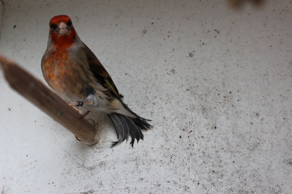 kruising distelvink X kanarie man, Dieren en Toebehoren, Vogels | Overige Vogels, Mannelijk, Wildzangvogel, Geringd