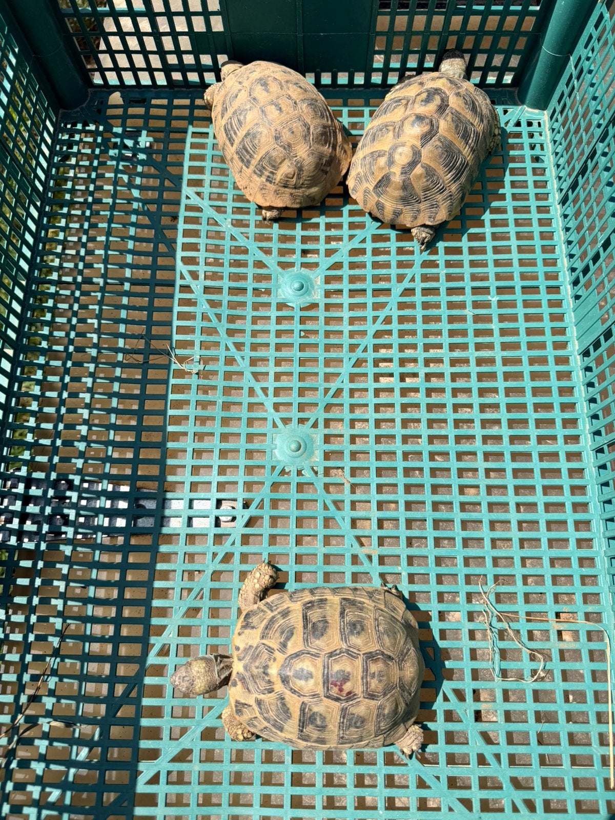Herman boettgeri, Tortue