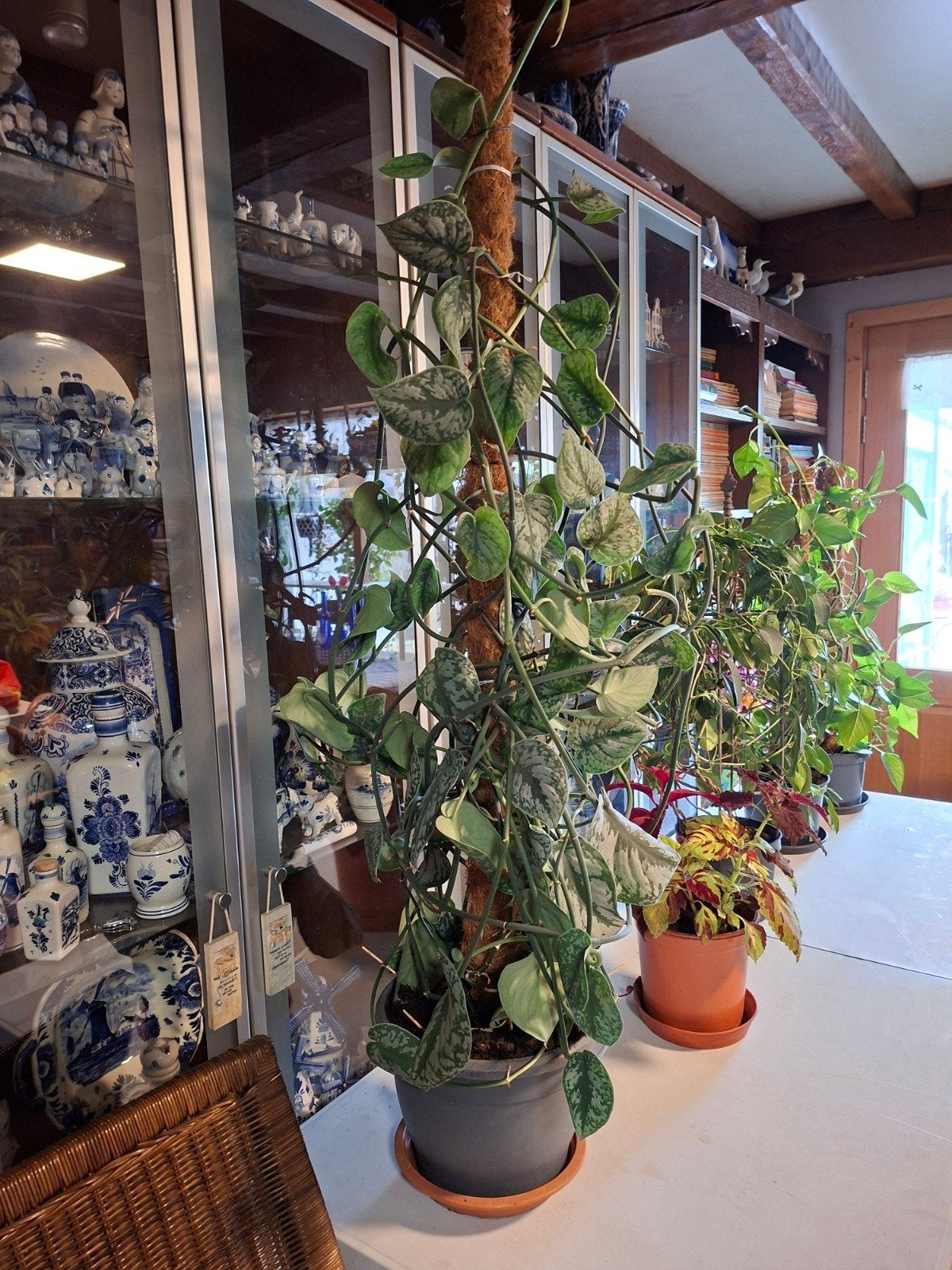verschillende mooie planten., Maison & Meubles, Enlèvement