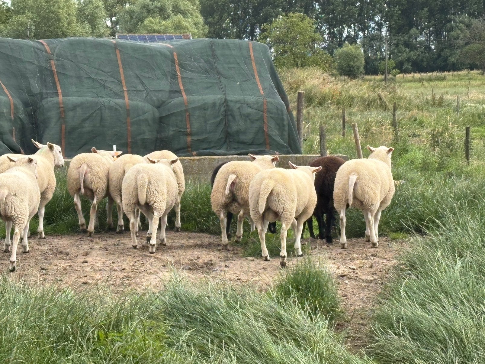 Swifter stamboek dekrammen, Dieren en Toebehoren, Schapen, Geiten en Varkens, Schaap, Mannelijk, 0 tot 2 jaar
