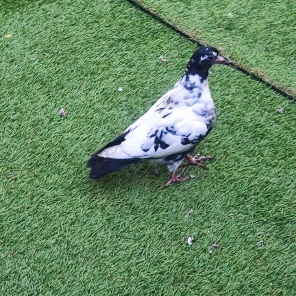 Duiven, Dieren en Toebehoren, Vogels | Duiven