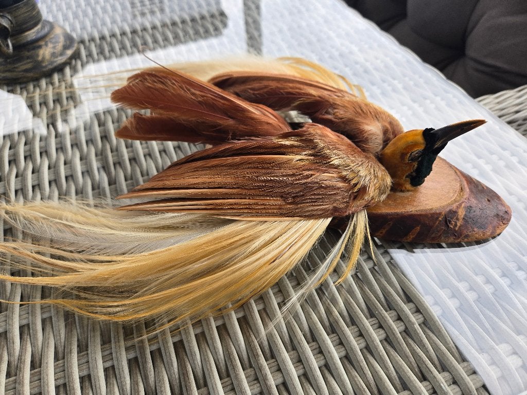 Taxidermie opgezette bird of paradise, Verzamelen, Ophalen of Verzenden, Zo goed als nieuw, Vogel, Opgezet dier