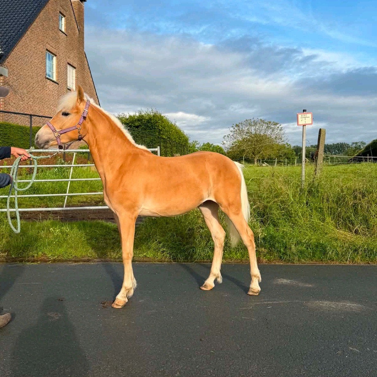 haflinger jaarling hengst, E pony (1.48m - 1.57m), Met stamboom, 0 tot 2 jaar, Hengst