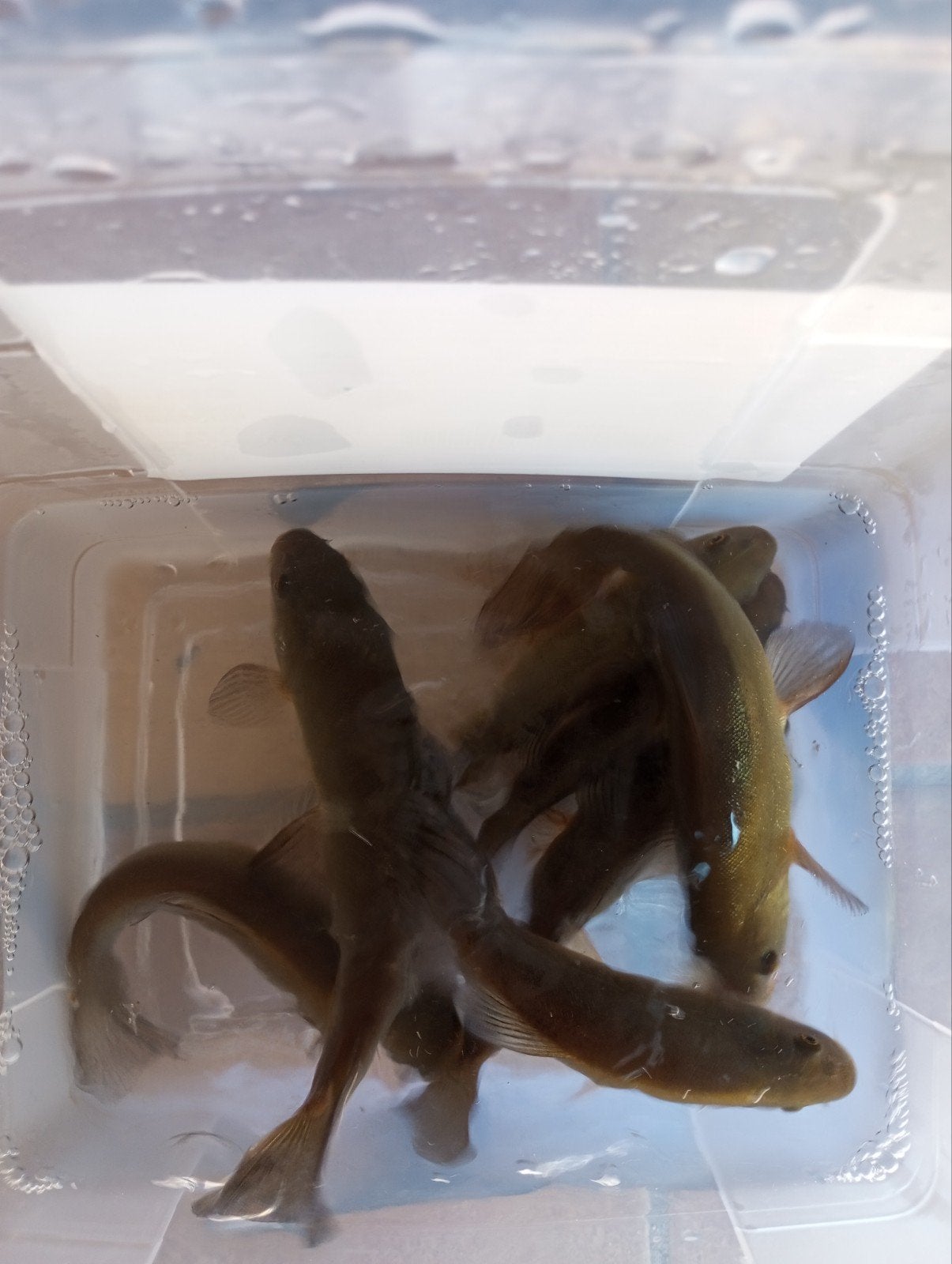 zeelten dokter van de vijver 20 cm en 20/25 cm