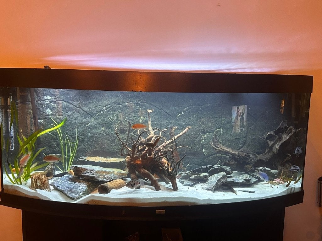 Aquarium 450 liter te koop met alles erbij, Ophalen, Inclusief vissen, Gebruikt, Gevuld zoetwateraquarium