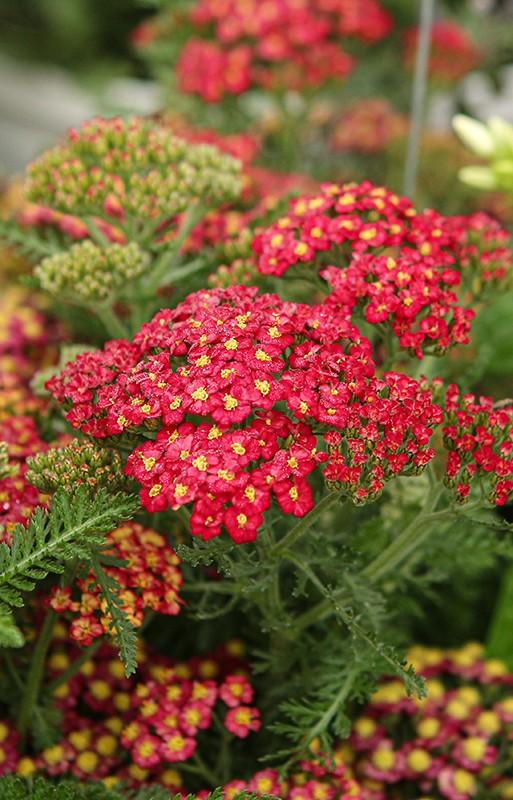 Achillea skysail fire, Enlèvement