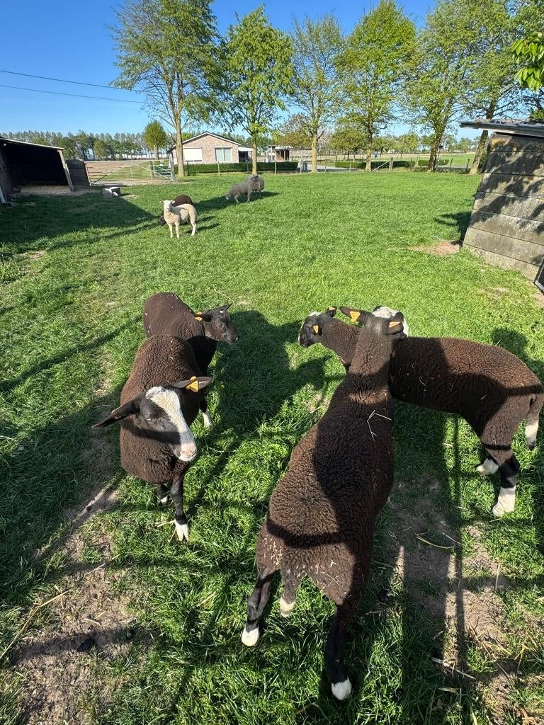 bokken moederschaap voor het offerfeest, Mannelijk, Schaap, 0 tot 2 jaar