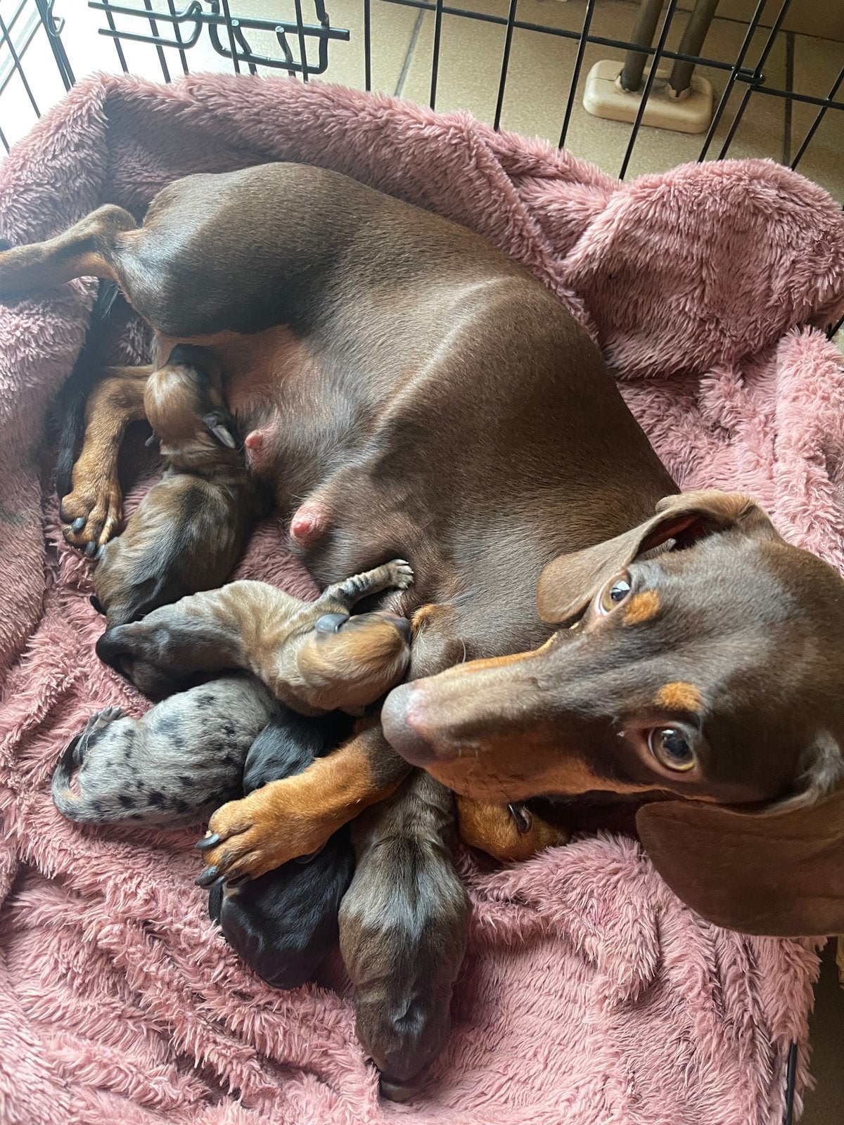 Prachtige teckelpupjes, Kaninchen, België, Particulier, 8 tot 15 weken
