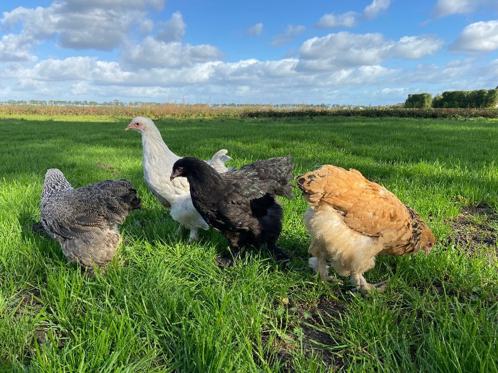 Jonge tamme Brahma kippen gesekst en ingeënt, Femelle, Poule ou poulet
