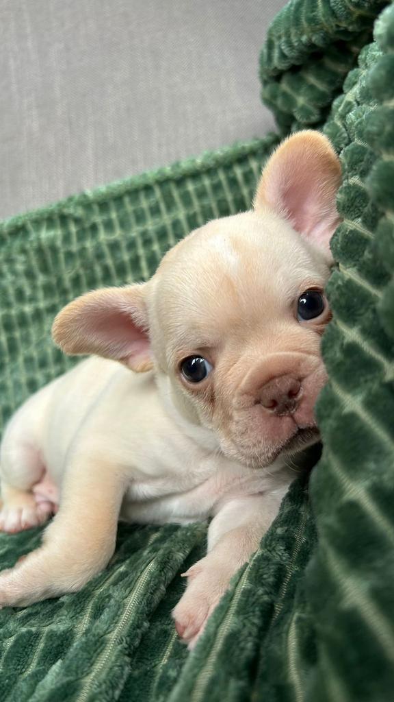 Franse bulog pups, België, Fokker | Hobbymatig, 8 tot 15 weken, Meerdere