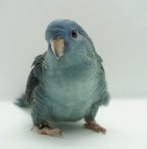baby catharina parkieten, Dieren en Toebehoren, Geslacht onbekend, Parkiet, Geringd