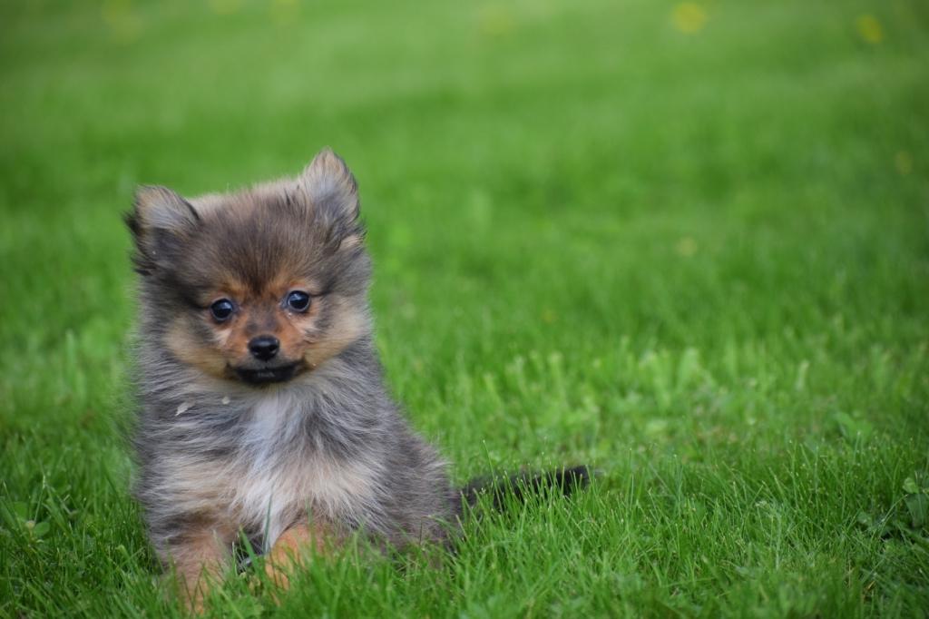 Chiot poméranien, mini-pygmée, spitz, keeshond, 15 semaines à 1 an, Étranger, Loulou, Hépatite contagieuse (maladie de Rubarth)