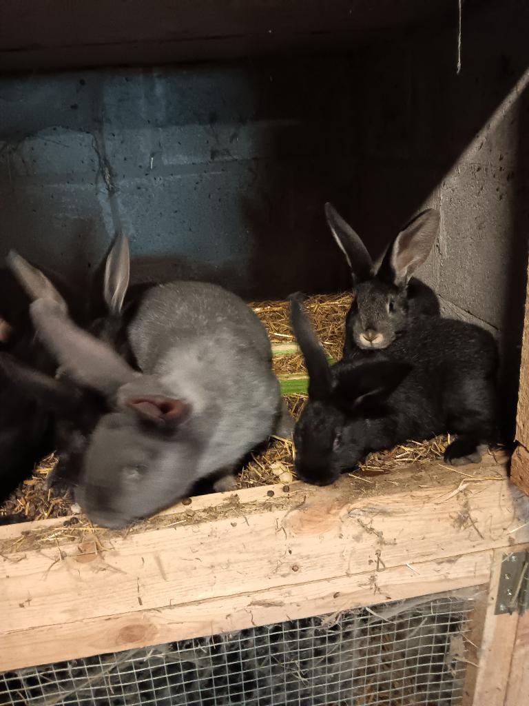 Duitsereus gewoon blauwe of zwarte, Dieren en Toebehoren, Konijnen, Meerdere dieren, Groot, 0 tot 2 jaar