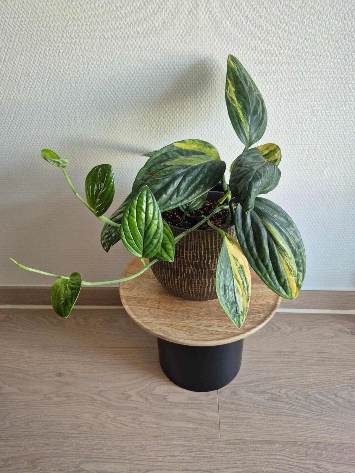 Monstera karstenianum aurea variegata, Huis en Inrichting, Kamerplanten, Ophalen